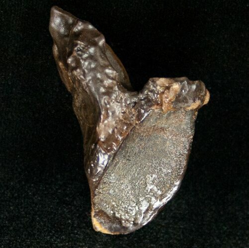 Rooted Triceratops Tooth - #7161